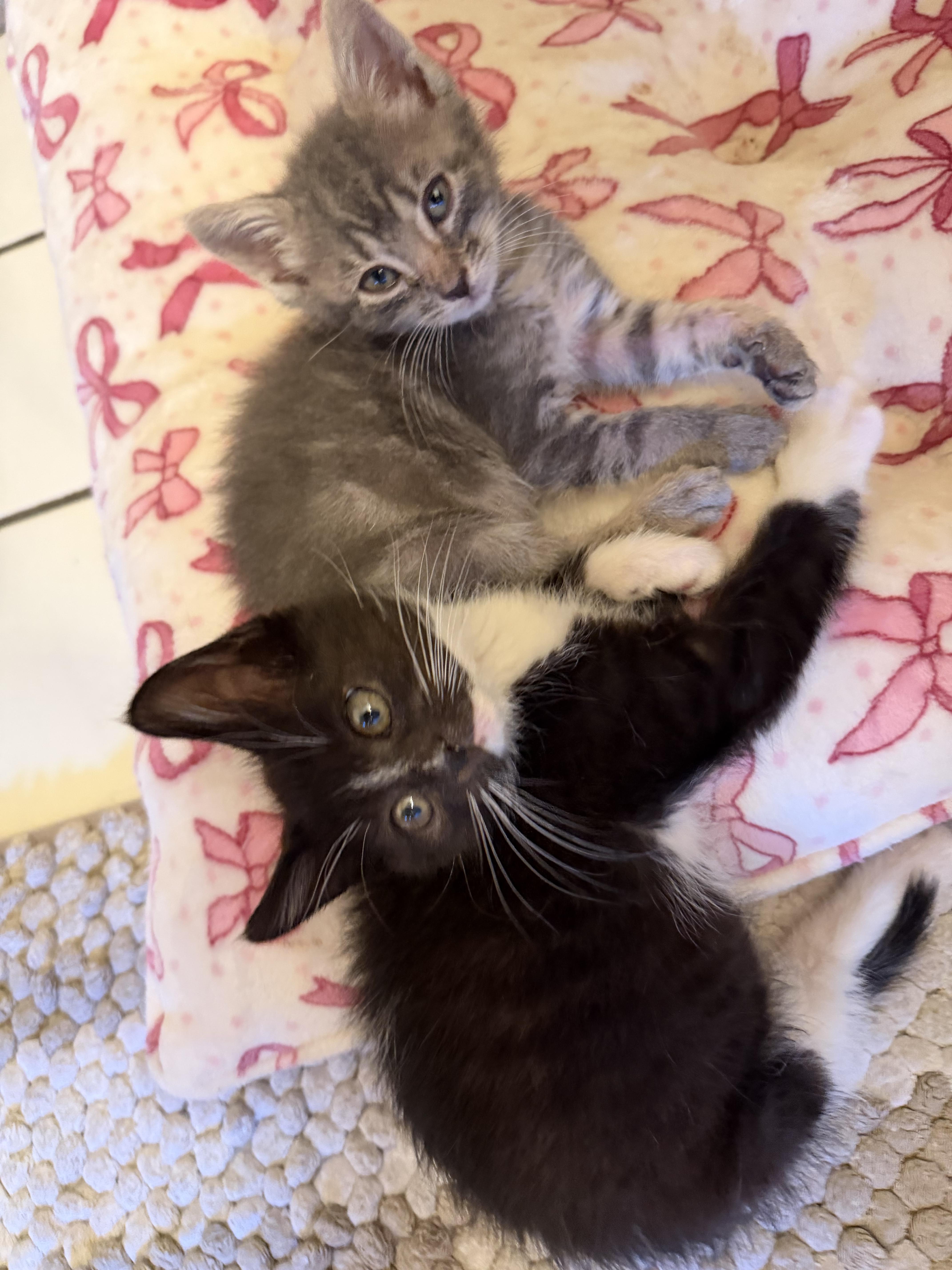 A baby small-sized female Domestic Short Hair cat named Margarita for adoption in Ardsley, NY
