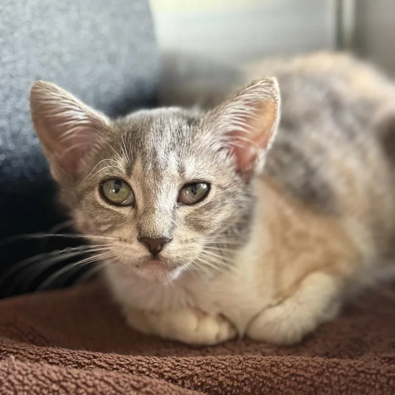 A baby small-sized female Calico Domestic Short Hair cat named Champagne for adoption in Ridgely, MD