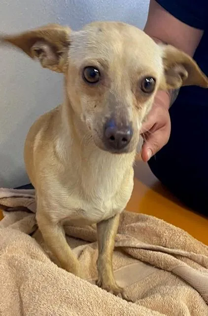 An adult small-sized female Chihuahua dog named Unknown for adoption in Rancho Cucamonga, CA
