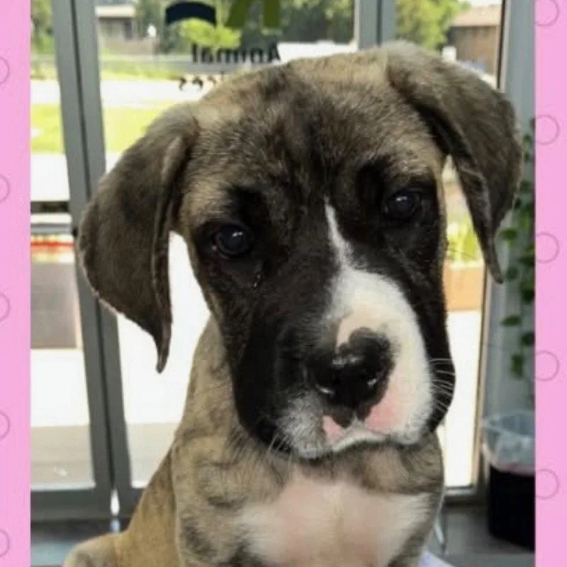A baby medium-sized female Terrier dog named Squishy for adoption in Bloomfield, CT