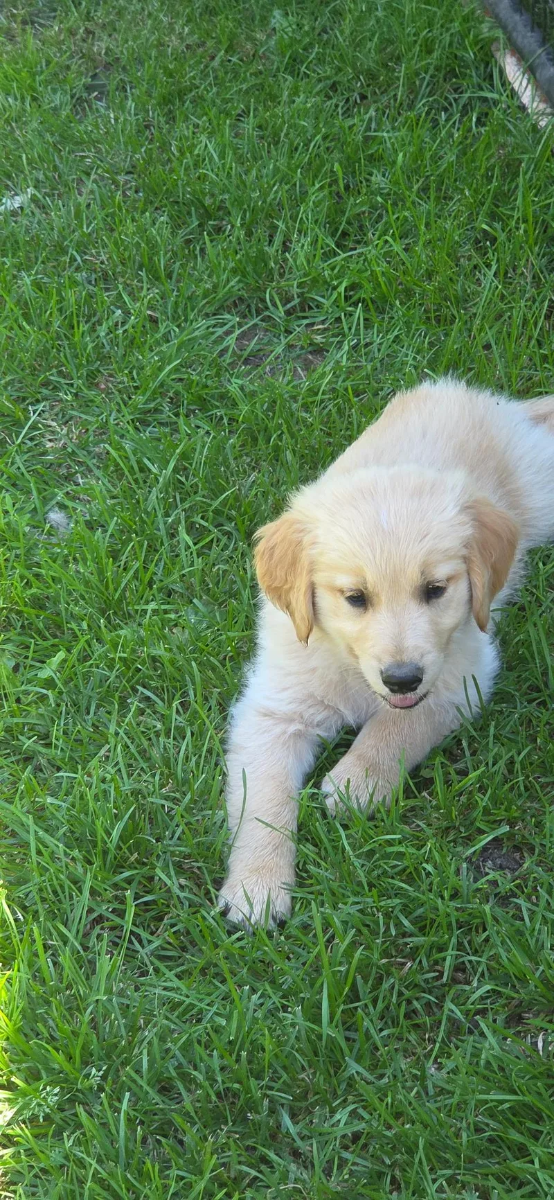 A baby large-sized female Golden Retriever dog named Millie for adoption in Warren, MI