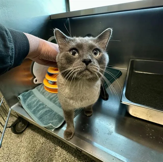 A young medium-sized male Siamese cat named Starry for adoption in Boston, MA