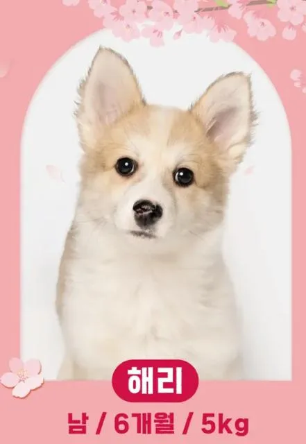 A baby small-sized male Shiba Inu dog named Harry for adoption in Agoura Hills, CA