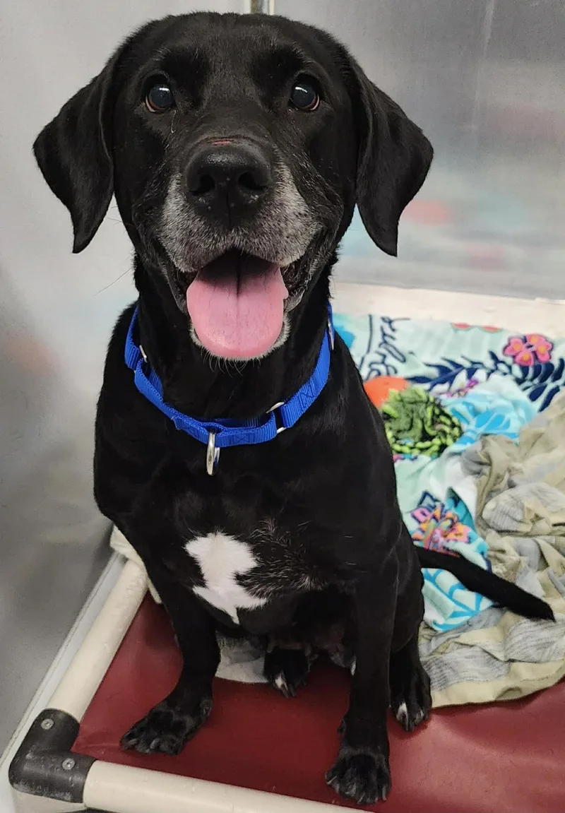 An adult medium-sized female Black Labrador Retriever dog named Tina for adoption in Boston, MA