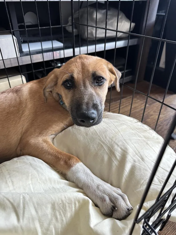 A baby medium-sized female Husky dog named Britini for adoption in Manhattan, NY