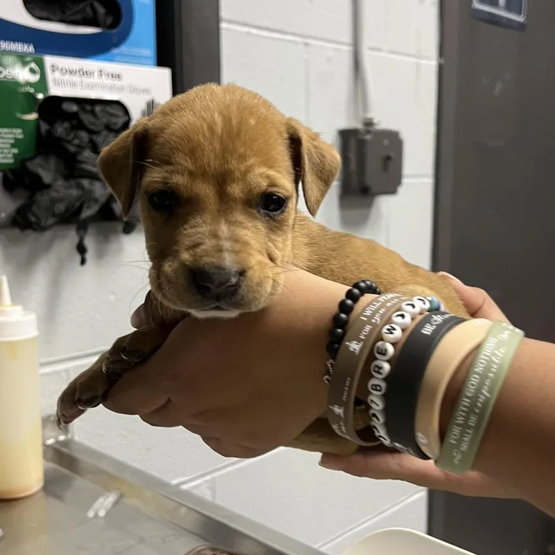 A baby small-sized male Yellow / Tan / Blond / Fawn Mixed Breed dog named Bud for adoption in Naples, FL