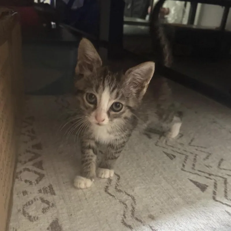 A baby small-sized male Gray / Blue / Silver Domestic Short Hair cat named Big Game for adoption in Fredericksburg, VA