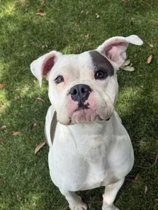 An adult large-sized female Boxer dog named Mia for adoption in Daytona Beach, FL
