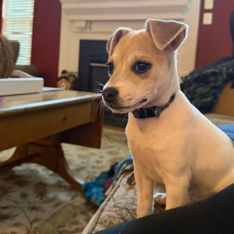 A baby medium-sized female White / Cream Chihuahua dog named Birdie for adoption in Bethlehem, PA
