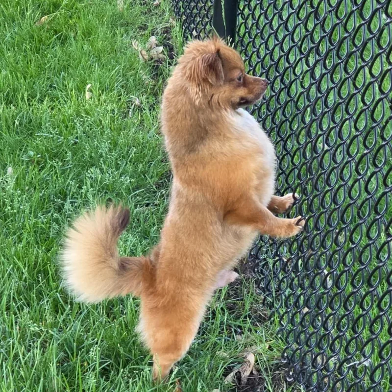 An adult small-sized male Pomeranian dog named Symbol for adoption in Crystal, MN