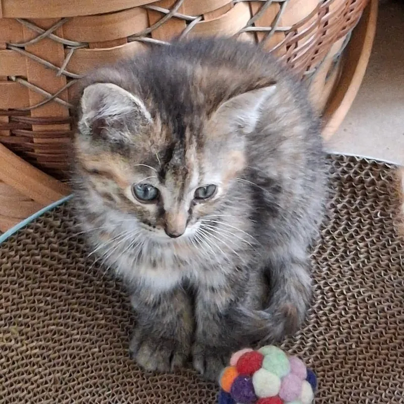 Pebbles