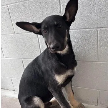 A baby large-sized male Black German Shepherd Dog dog named Kory for adoption in Cedarburg, WI