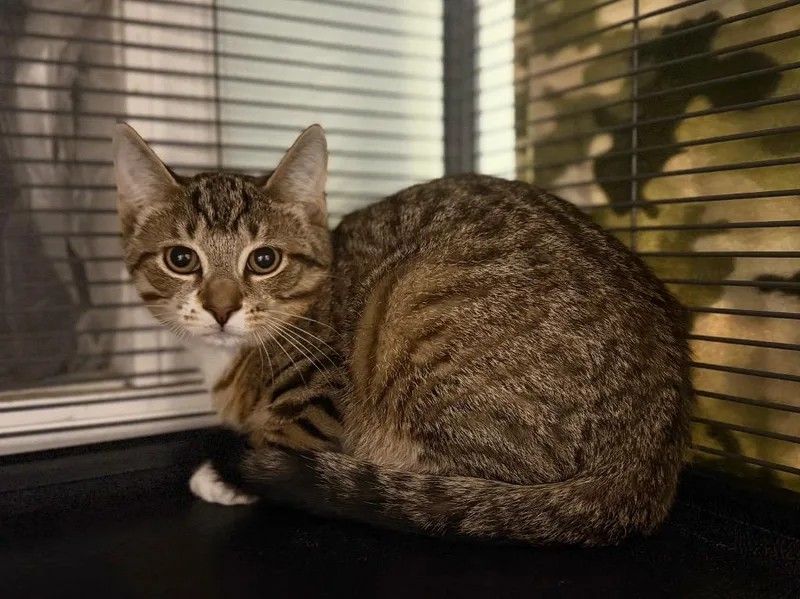A baby small-sized male Domestic Short Hair cat named Gir for adoption in Peru, NY
