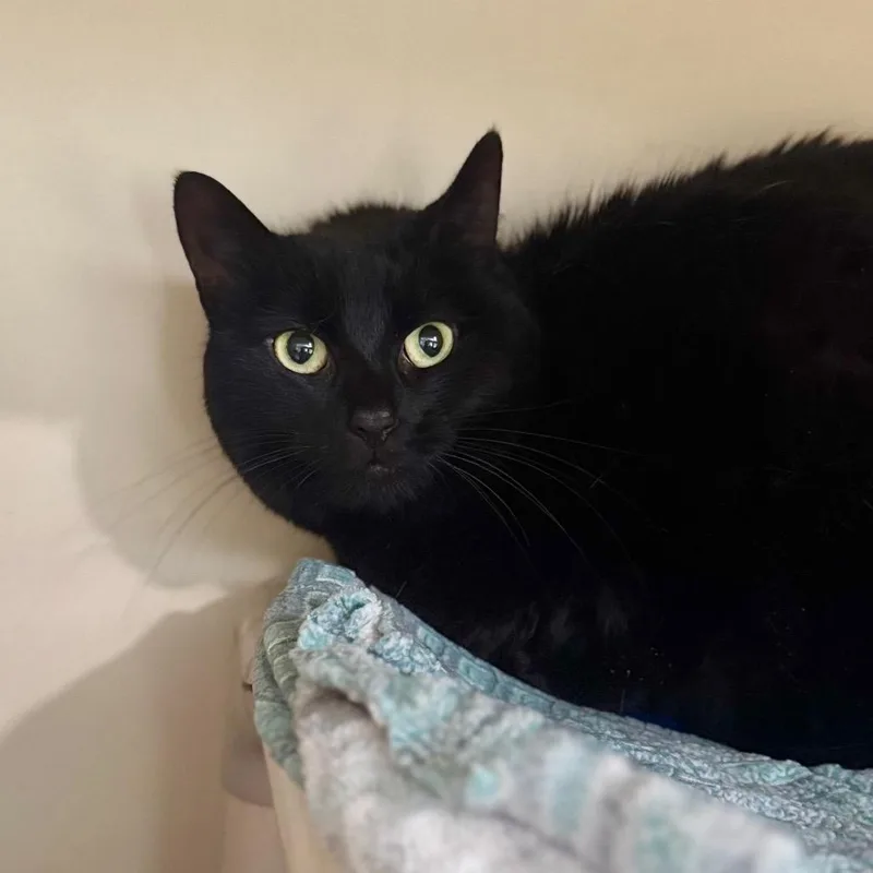 An adult medium-sized female Domestic Medium Hair cat named Oompa for adoption in Fredericksburg, VA