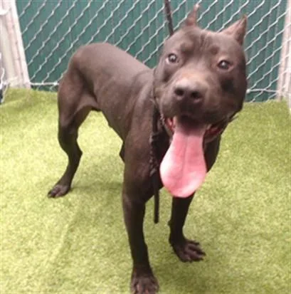 An adult medium-sized male Pit Bull Terrier dog named A for adoption in Downey, CA