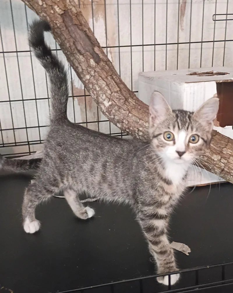 A baby medium-sized female Tabby (Gray / Blue / Silver) Domestic Short Hair cat named Zodie for adoption in Olympia, WA