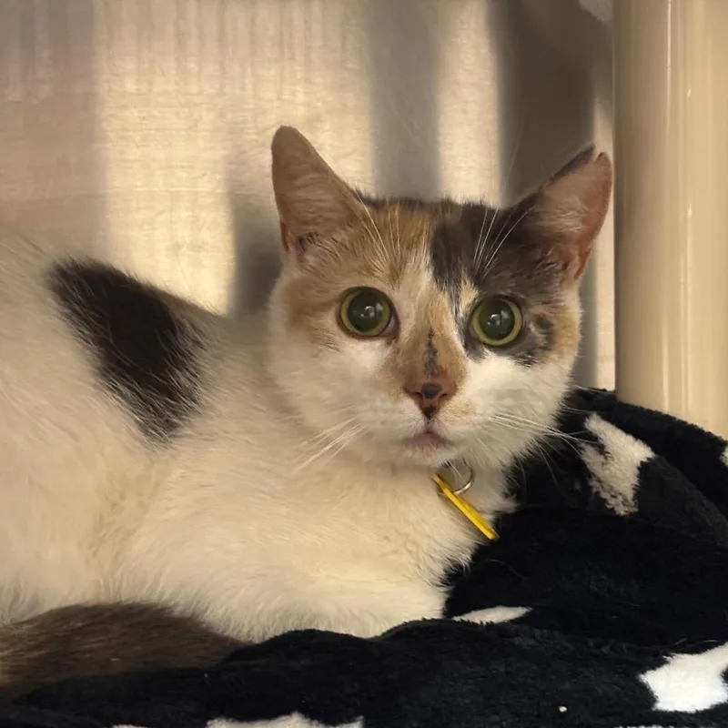 A young medium-sized female Calico Domestic Short Hair cat named Petunia for adoption in Springfield, MA