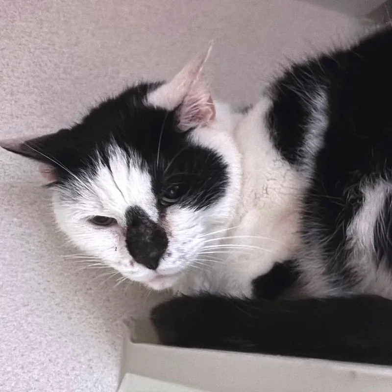 An adult medium-sized male Black Domestic Short Hair cat named Panda for adoption in Providence, RI