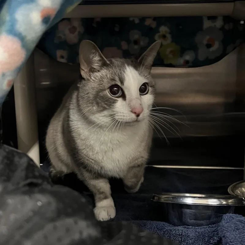 An adult medium-sized male Gray / Blue / Silver Domestic Short Hair cat named Les for adoption in Mentor, OH
