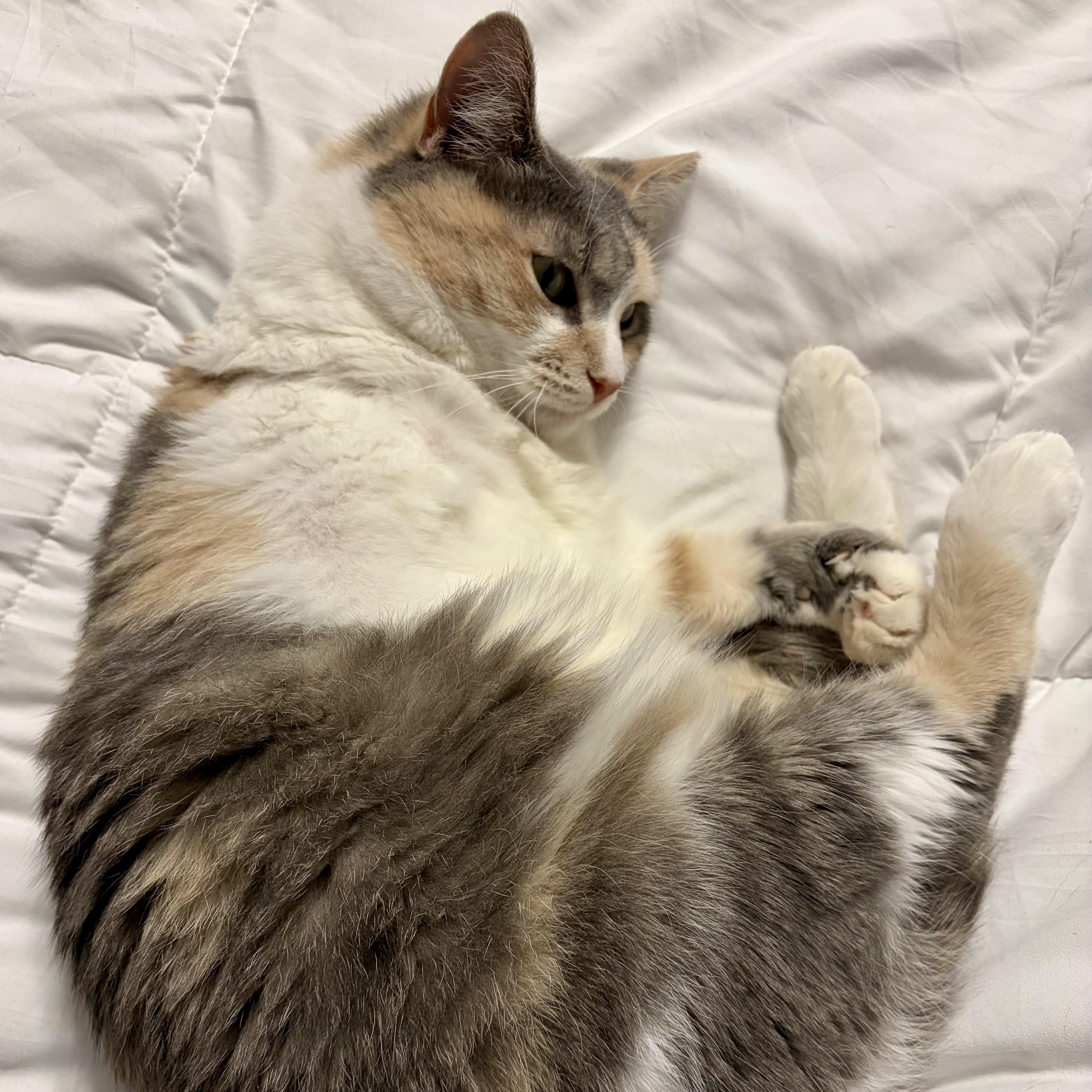 A young medium-sized female Dilute Calico Domestic Short Hair cat named Empty Garden for adoption in Richmond, VA