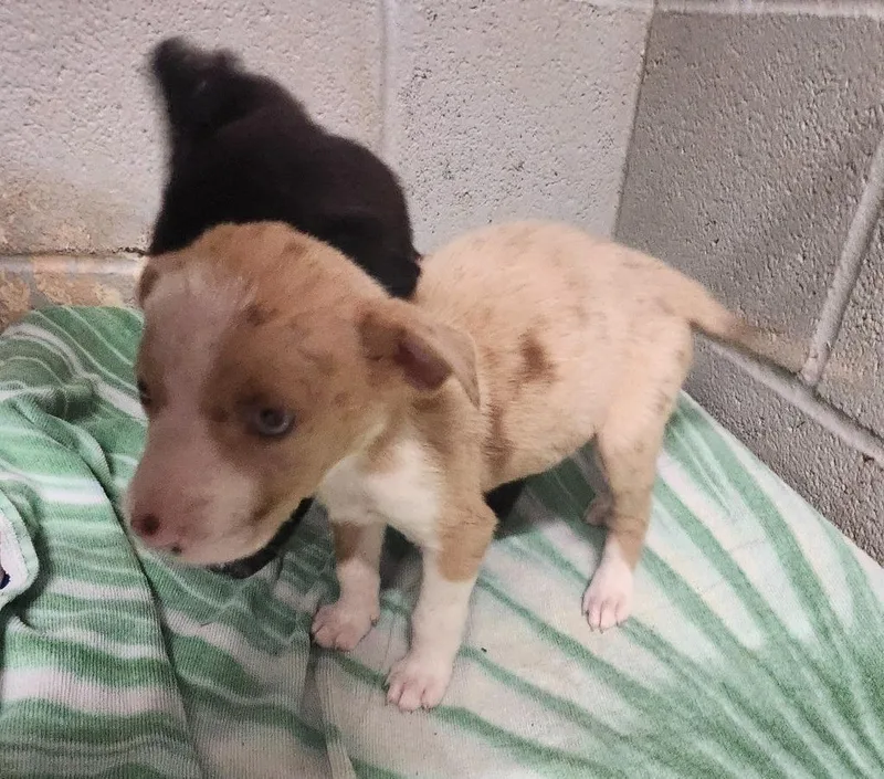 A baby medium-sized female Shepherd dog named Astra for adoption in Athens, AL
