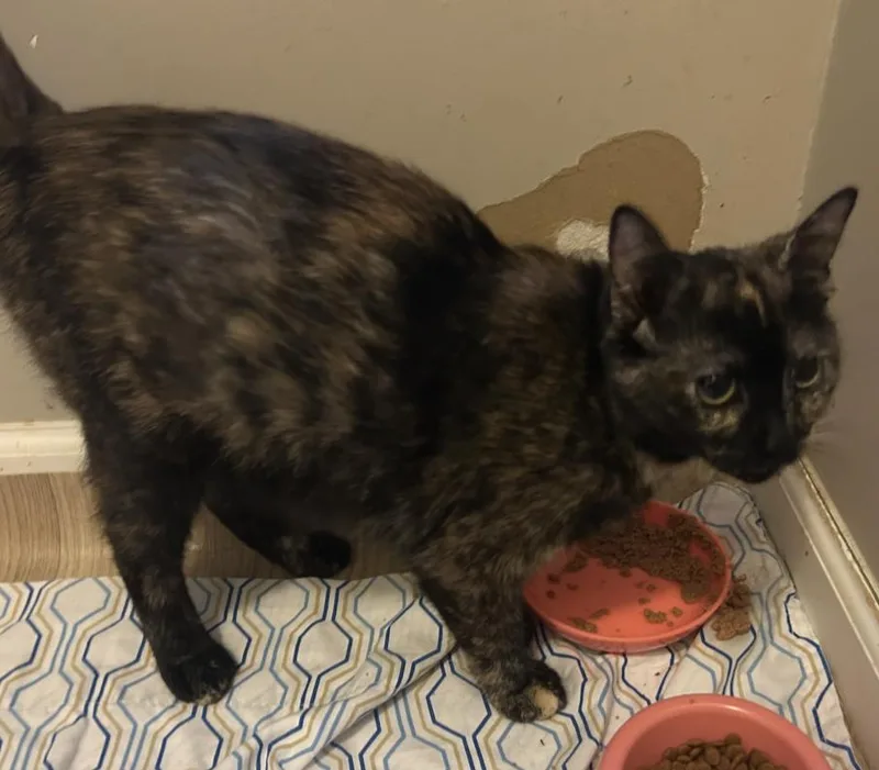 A young small-sized female Domestic Short Hair cat named Diamond for adoption in Chicago, IL
