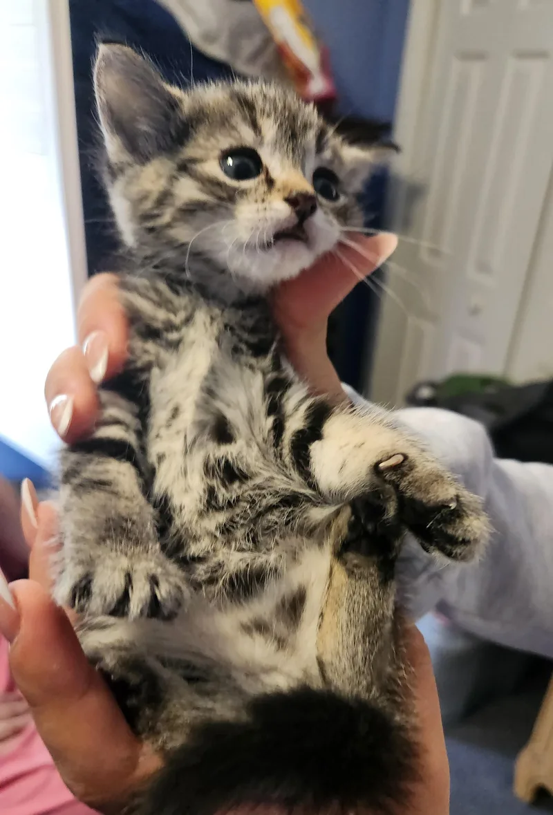 A baby medium-sized male Gray / Blue / Silver Tabby cat named Sugar Baby for adoption in Spring Hill, FL
