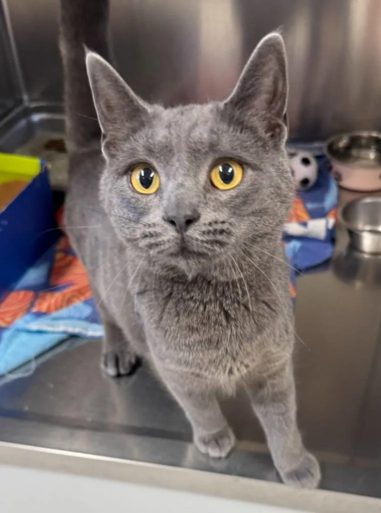 A baby medium-sized female Domestic Short Hair cat named Pudding for adoption in Sandusky, OH