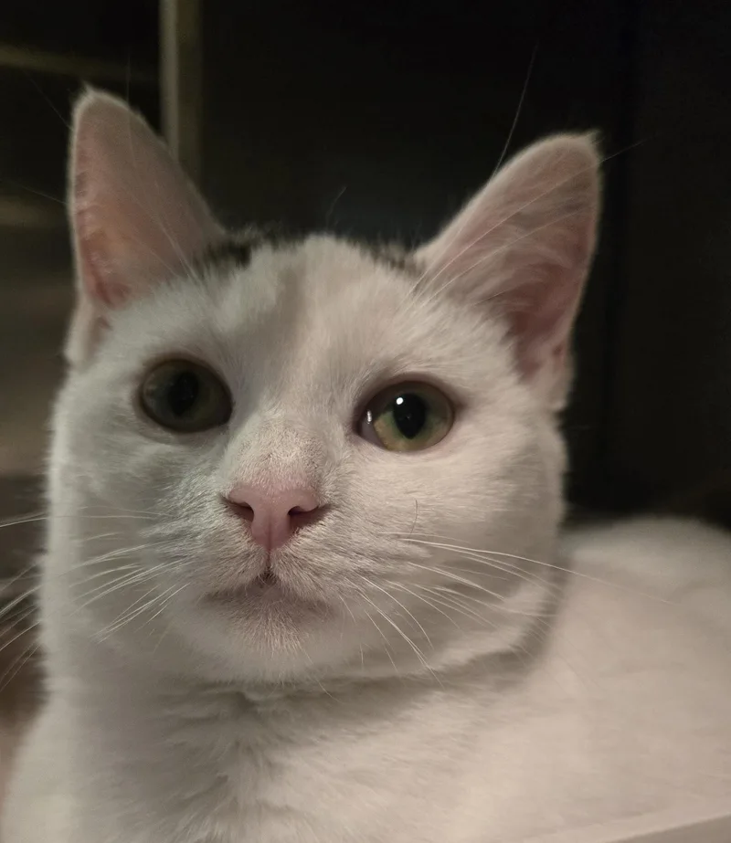 A young medium-sized female White Domestic Short Hair cat named Bonnie for adoption in Boiling Springs, PA