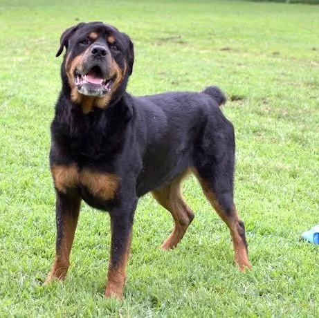 A senior extra large-sized male Black Rottweiler dog named Bear for adoption in Saluda, VA