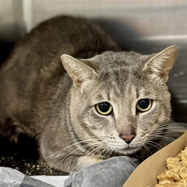 An adult large-sized male Gray / Blue / Silver Domestic Short Hair cat named Bentley for adoption in Tavares, FL