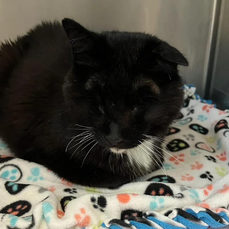 A senior medium-sized male Black Domestic Short Hair cat named Soup for adoption in Murray, UT