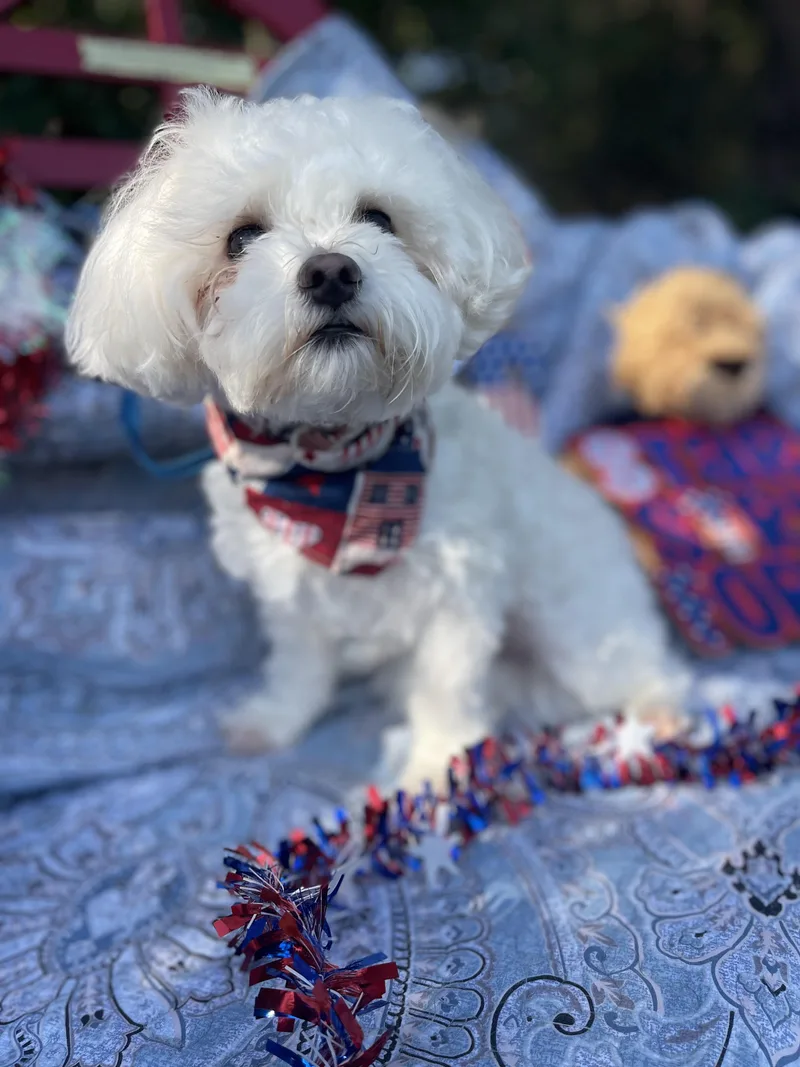 A young small-sized male Maltipoo dog named Thunder for adoption in Sebring, FL