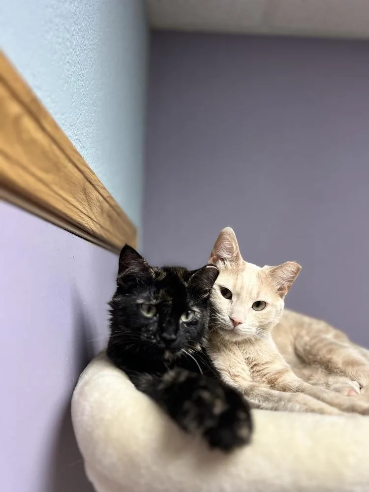 A young medium-sized male Domestic Short Hair cat named Doc for adoption in Temperance, MI
