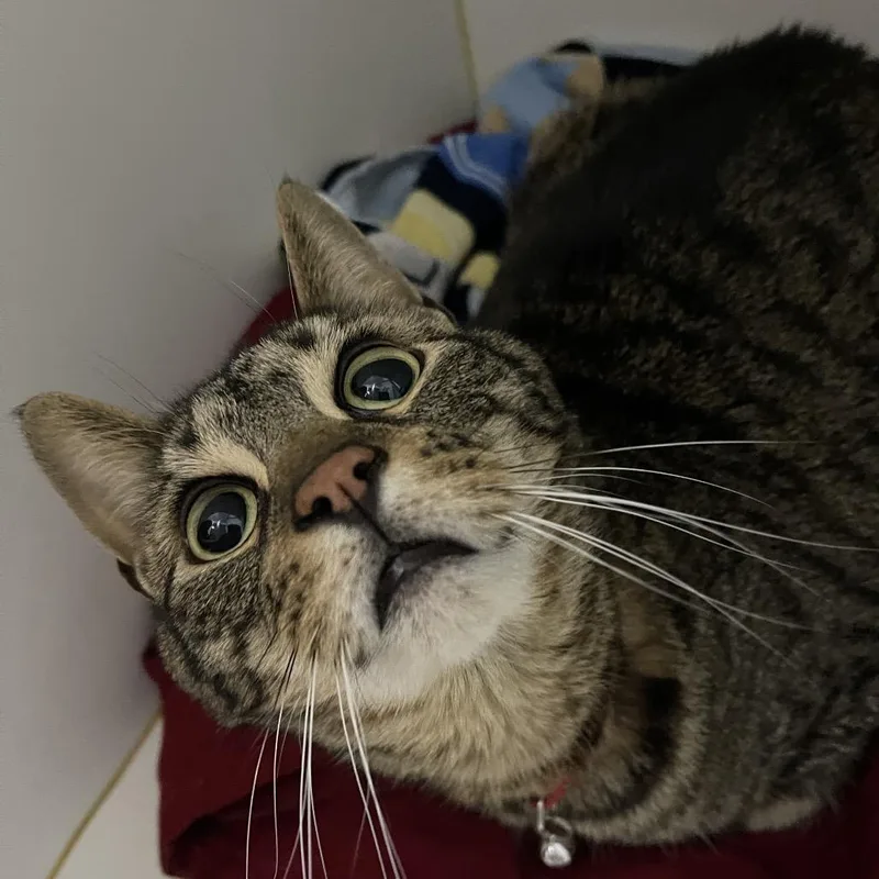 An adult large-sized male Brown / Chocolate Domestic Short Hair cat named Miko for adoption in Walden, NY