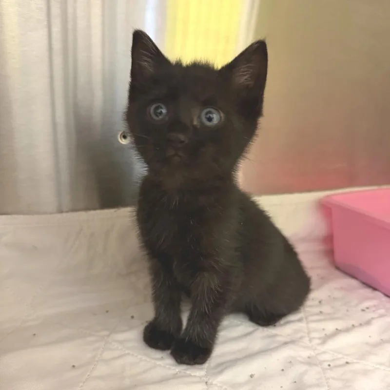 A baby small-sized female Domestic Short Hair cat named Katydid for adoption in Waynesville, NC