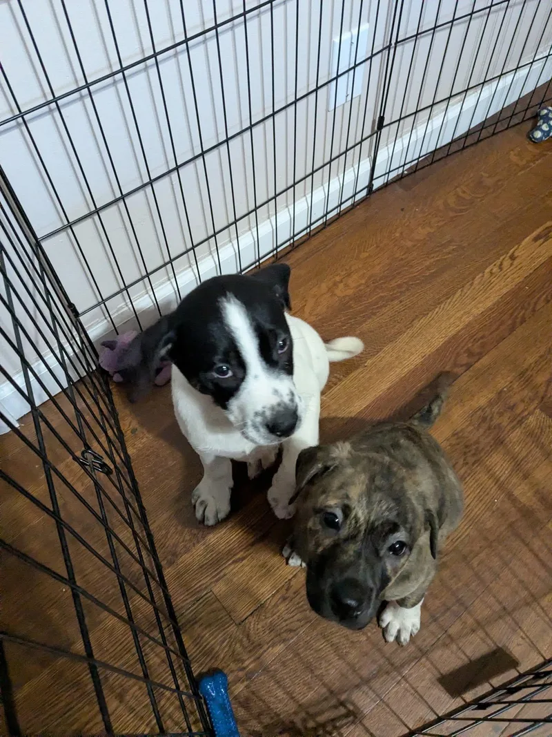 A baby medium-sized female Brindle Mixed Breed dog named Olive Aka Ollie for adoption in Riverdale, NJ