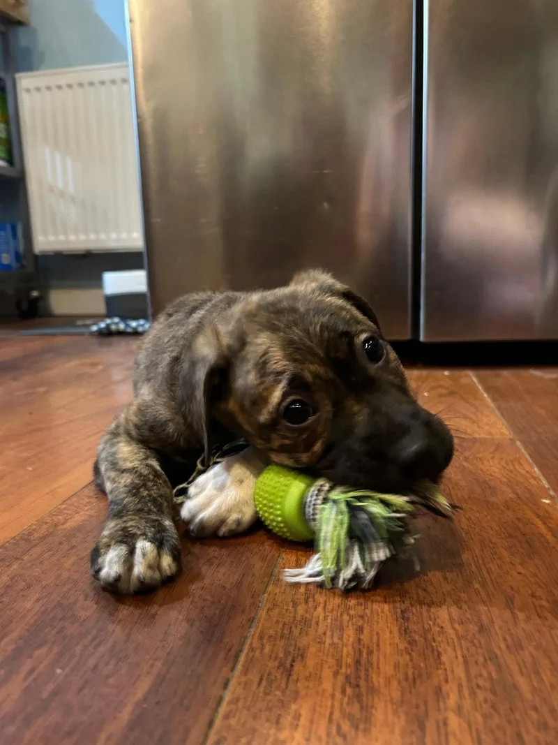 Olive Aka Ollie thumbnail 2