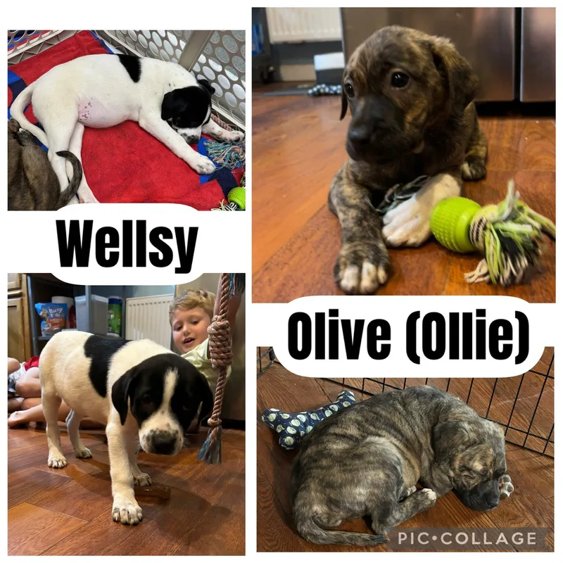 Olive Aka Ollie thumbnail 4