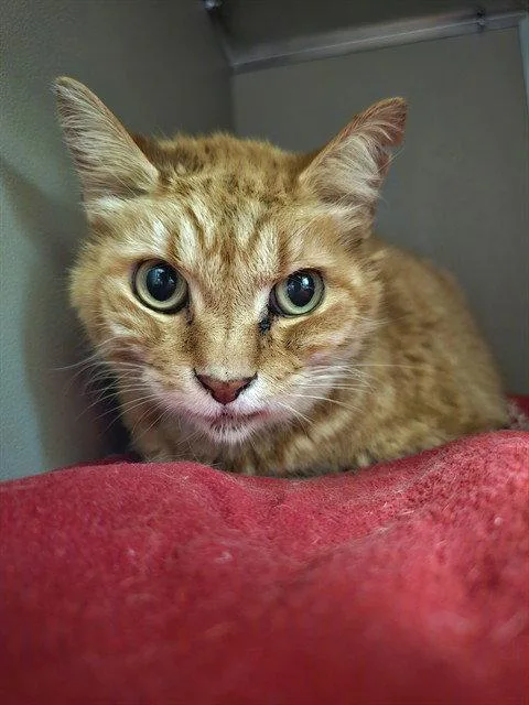 A senior large-sized male Orange / Red Domestic Short Hair cat named Leo for adoption in Clyde, NC