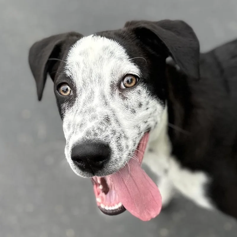 A baby medium-sized male Black Mixed Breed dog named Masa Ecas for adoption in Pleasanton, CA