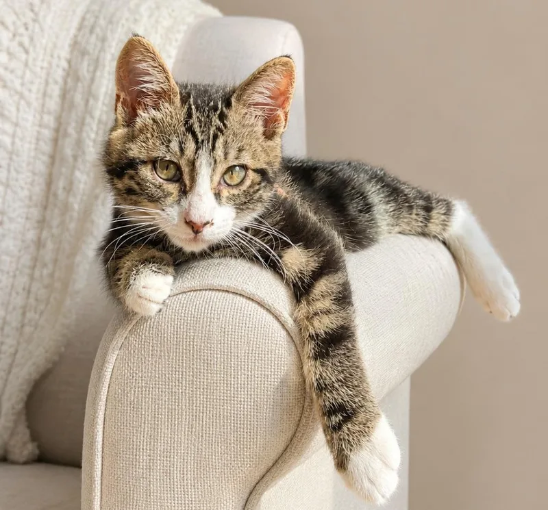 A baby small-sized male Domestic Short Hair cat named Stretch for adoption in Sebastian, FL