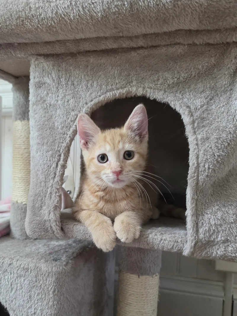 A baby medium-sized male Orange / Red Domestic Short Hair cat named Dug for adoption in Manchester, MD