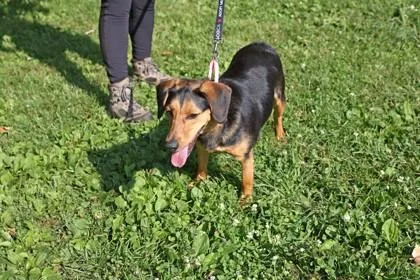 An adult large-sized male Mixed Breed dog named Malcolm for adoption in West Chester, PA