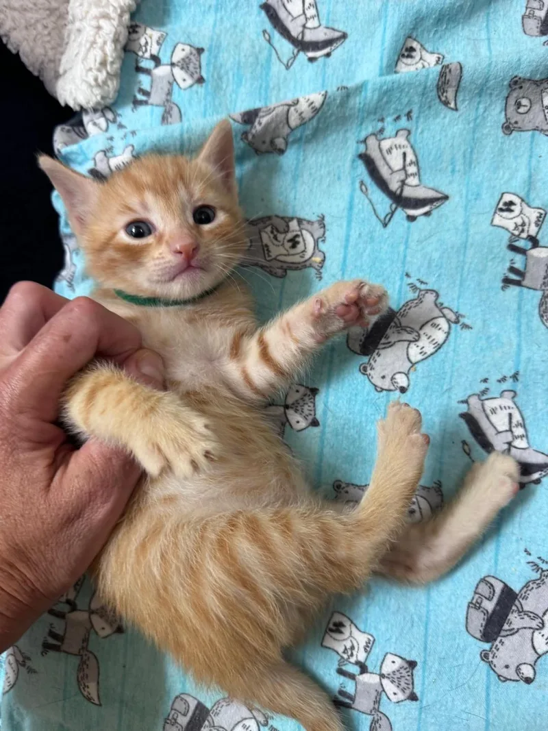 A baby medium-sized male Orange & White Domestic Short Hair cat named Amber for adoption in Orlando, FL