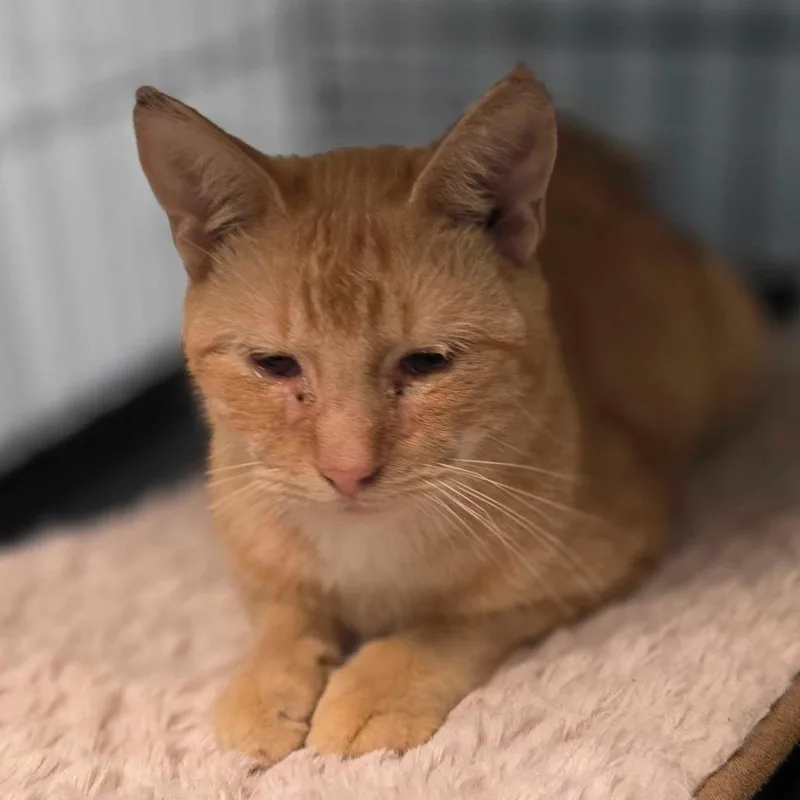 An adult medium-sized male Orange / Red Domestic Short Hair cat named Ramsey for adoption in Huntsville, AL