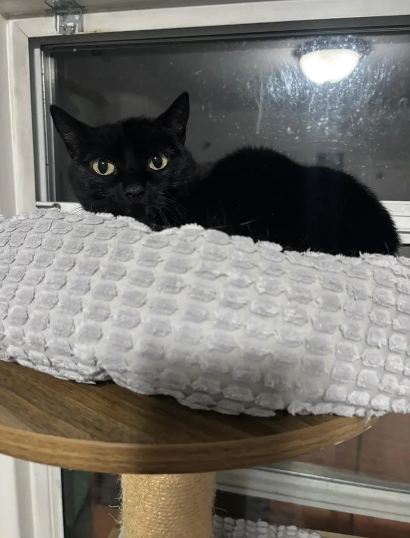 An adult medium-sized female Black Domestic Short Hair cat named Tigerlily for adoption in Redwood City, CA
