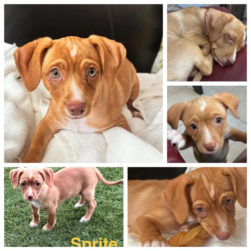 A baby small-sized female Red / Chestnut / Orange Chiweenie dog named Sprite for adoption in Las Vegas, NV