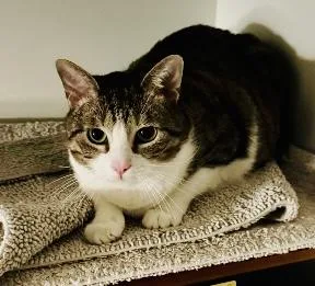 A young medium-sized male American Shorthair cat named Smokey for adoption in Bertram, TX