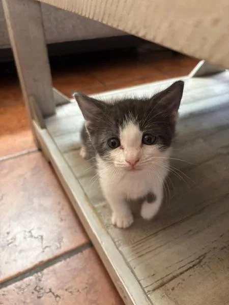 A baby small-sized male Domestic Short Hair cat named Radigast for adoption in San Diego, CA